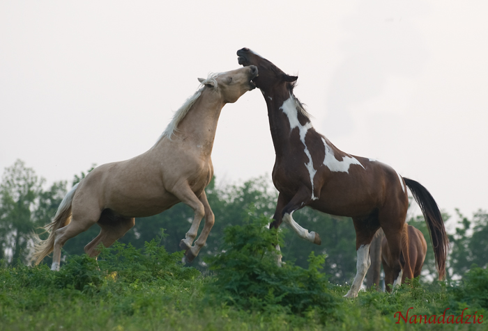 Horses 
