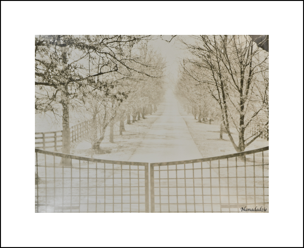 Lith Silver Gelatin Prints 